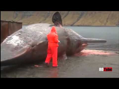 Video: Balene Sinucidere - Vedere Alternativă