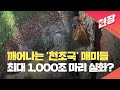 [현장영상] 깨어나기 시작한 ‘천조국’ 매미…최대 1,000조 마리 출현? / KBS 2024.05.25.