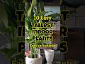 Best tallest indoor plants / tall plants for home #shortvideo #shorts #houseplants Mp3 Song