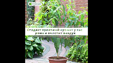 Эвкалипт лимонный #yf_kak_interesno #экзотическиефрукты #саддачаогород #саднаподоконнике