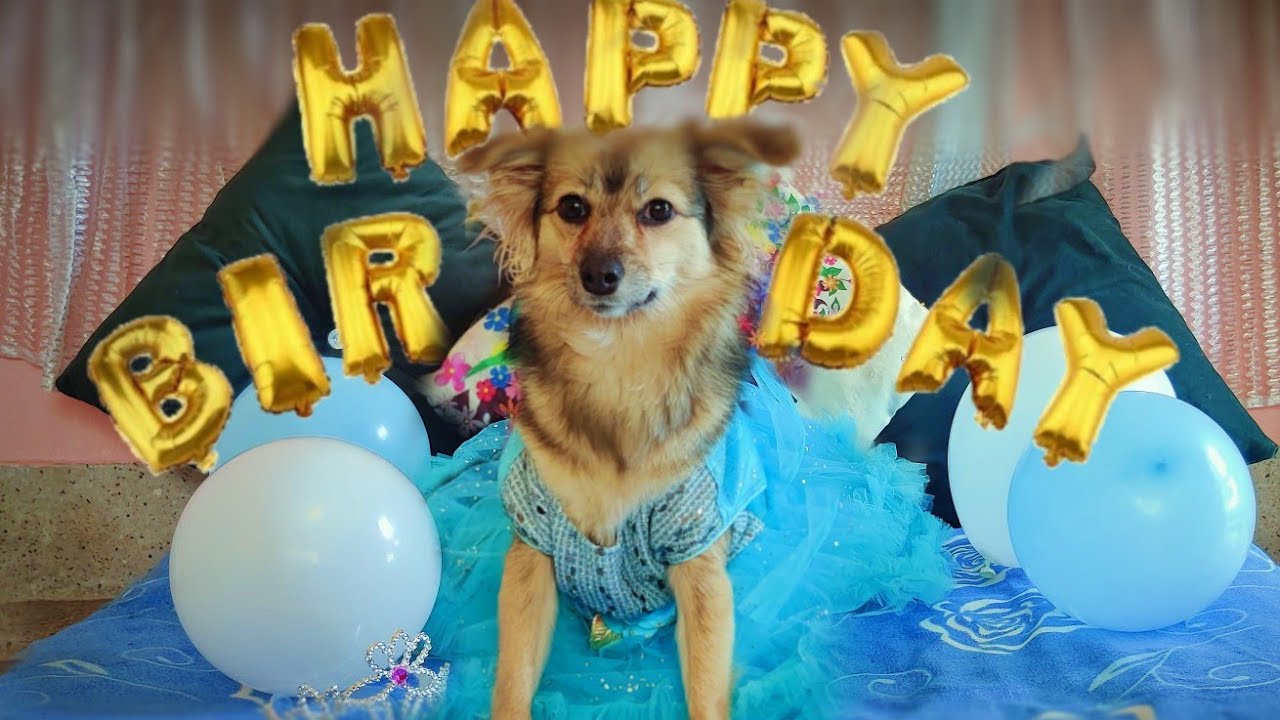 my-dog-s-1st-birthday-celebration-birthday-vlog-vlog