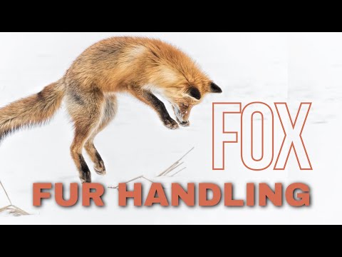 كيفية سلخ الثعلب وتقشيره التعامل مع الفراء بشكل احترافي