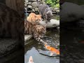 naughty cats and fishes