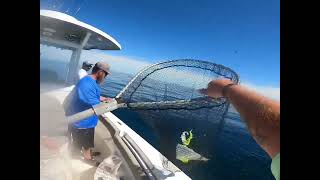 Coxs ledge cod and fluke