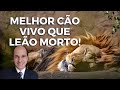 MAIS VALE UM CÃO VIVO DO QUE UM LEÃO MORTO: O que Salomão quis dizer com isso?