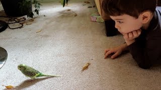 Download Lagu Meet Our New Bird! A Parakeet Named Pillow | VLOG 158 MP3 Download Lagu Meet Our New Bird! A Parakeet Named Pillow | VLOG 158 MP3