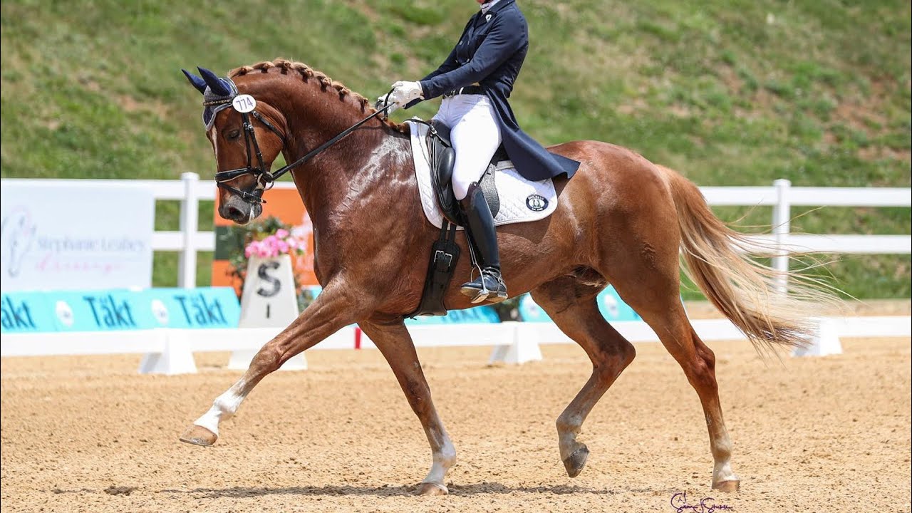 AMADEUS MOZART. 10 year old Westphalian CDI Small tour horse for sale