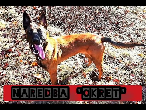 Video: Kako Naučiti Psa Naredbi 