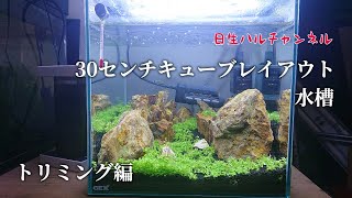 【レイアウト水槽】30センチキューブ水槽で木化石レイアウト ・トリミング編