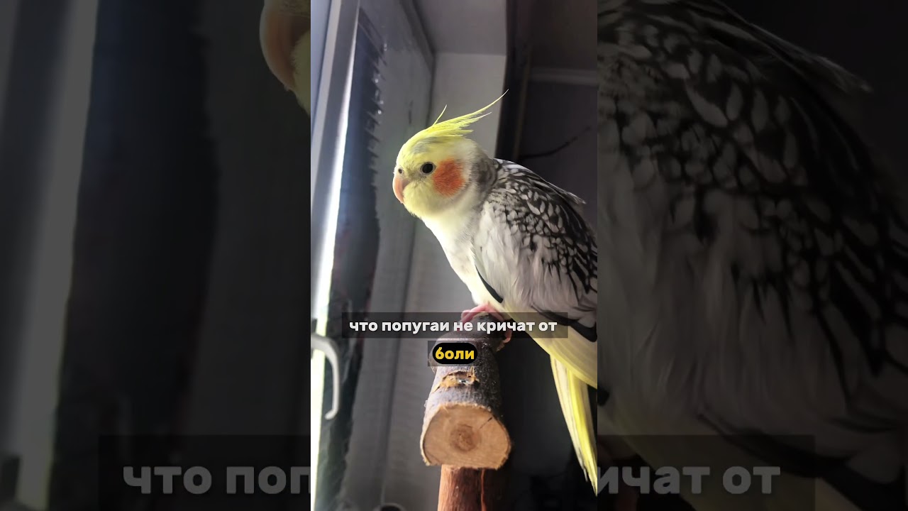 Попугай Корелла сломал лапу. Читай комментарии ⬇️ #корелла #попугай #орнитолог #птицы #животные