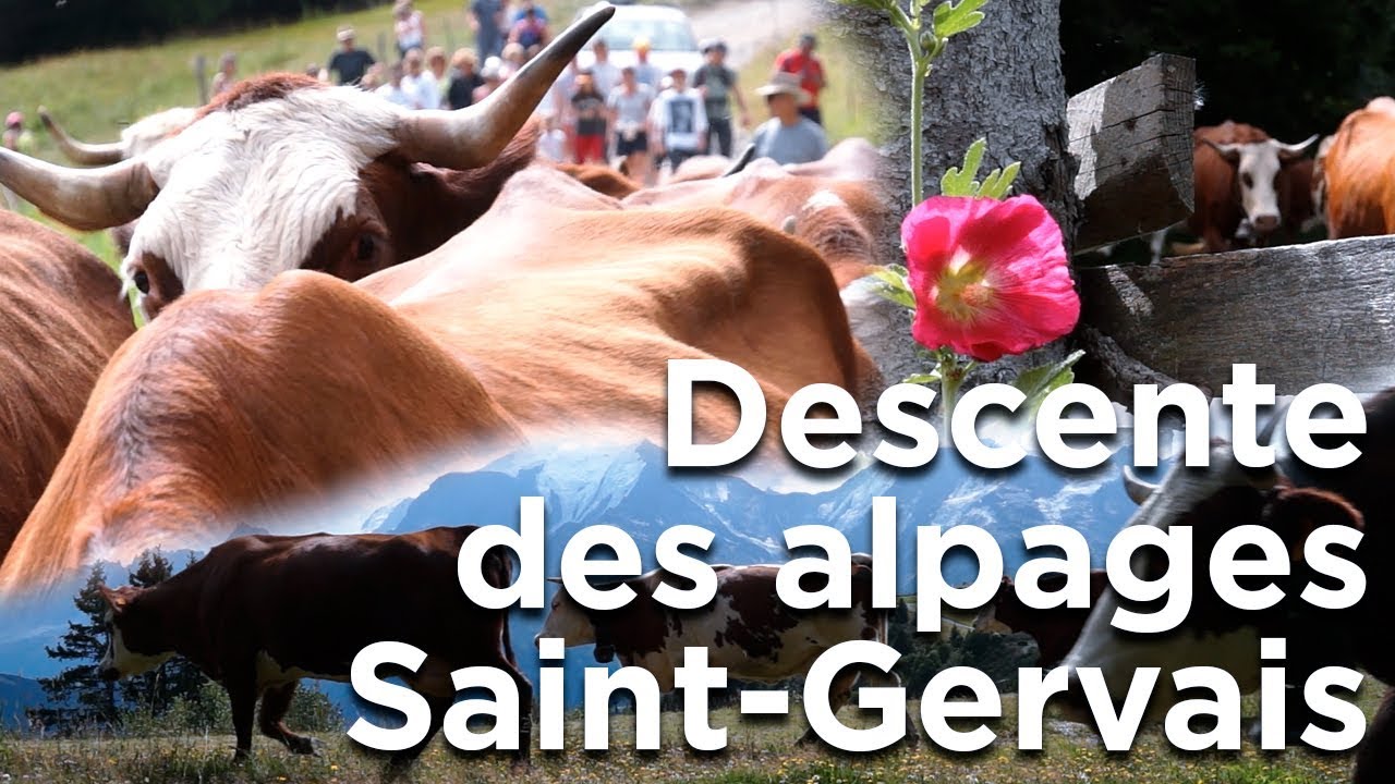 Descente des alpages La Ferme des Roches Fleuries Saint-Gervais Mont-Blanc agriculture montagne