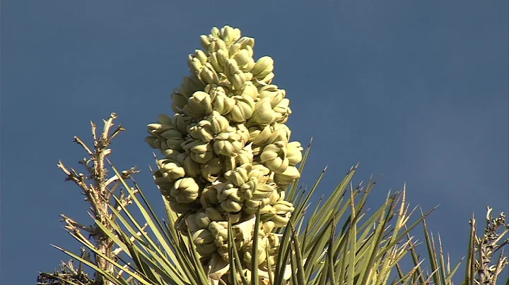 Historic Joshua Tree Bloom: What's the Cause?