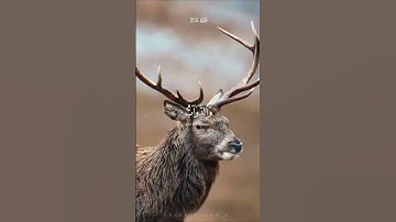 سورة الحج . بصوت رائع : ياسر الدوسري .