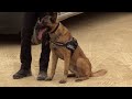 Magistral exhibición de la unidad canina de la Policía Nacional por su 200 aniversario