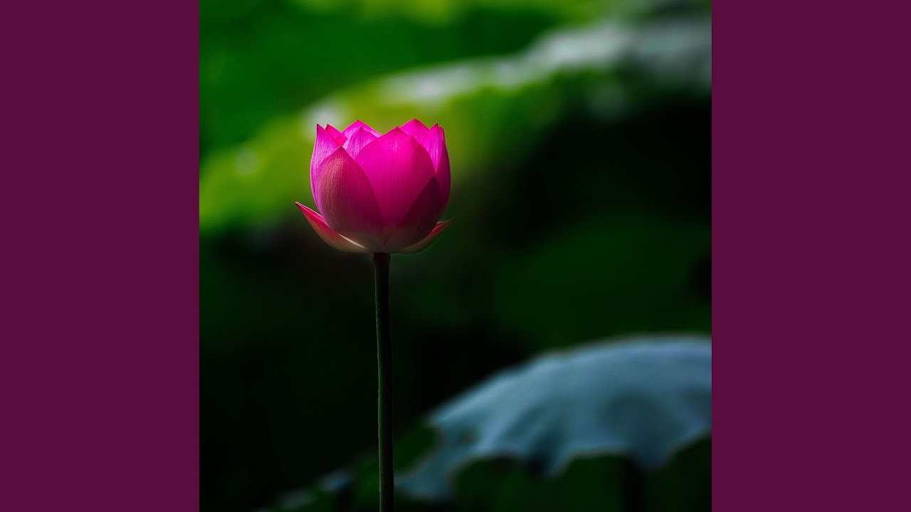 在 YouTube 上观看 佛曲【情是自己種下的蓮花】唱盡了前世今世的無奈