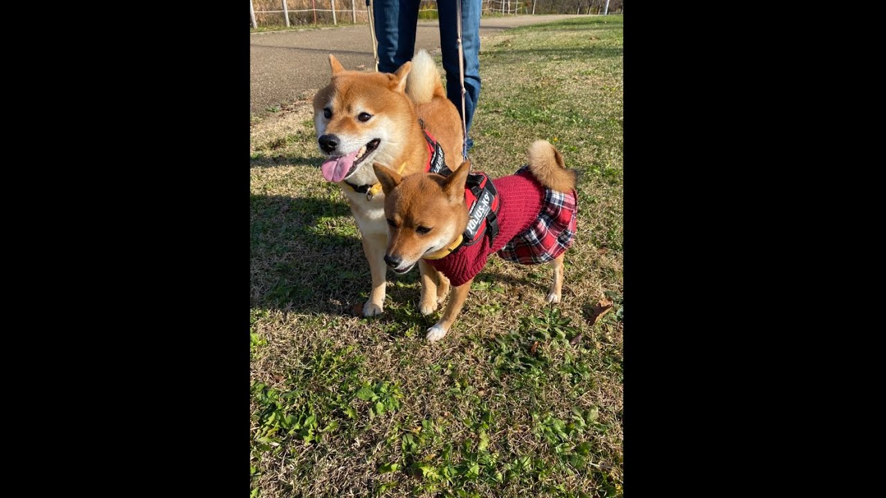久しぶりの外出にはしゃぎすぎて画面に収まらない柴犬。