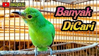 CUCAK IJO BETINA GACOR HIPER Buat Pancingan Jantan