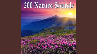 Robin Bird Call screenshot 4