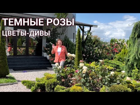 ТОП-17 ТЕМНЫХ РОЗ 🌹 в моем саду — сорта и советы по уходу | Почти черные розы | Темные сорта роз