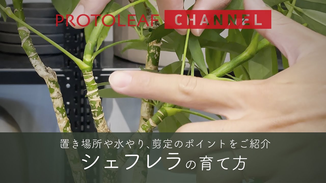 おすすめ観葉植物 02 シェフレラの育て方 Youtube