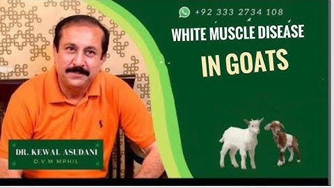 white muscle Disease in Goats         Selenium deficiency in Goats   #whitemuscle