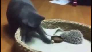 Смешные кошки! Котик и ежик! мега прикол! Смешные кошки! Котик и ежик! мега прикол!