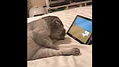 Animal world