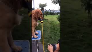 Wash With My Pee Hooman Dog Peeing On Mans Head