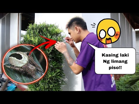 Video: Naglalaban ba ang mga anemone?