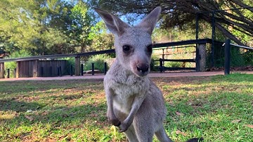 KANGAROO TAKES ITS FIRST HOPS!