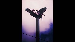 #pigeon #edit #photography  📷