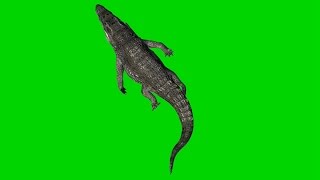Crocodile Alligator Swims - Royalty Free Green Screen 3