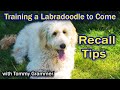 Training Labradoodle To Come When Called