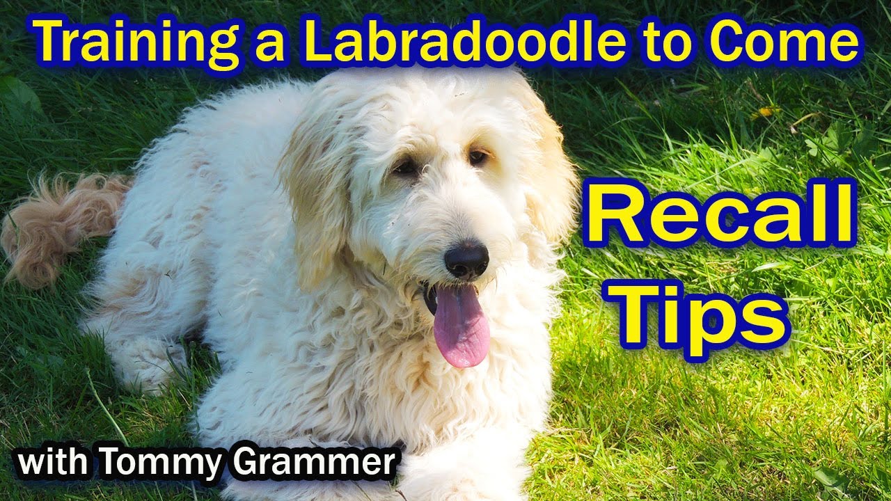 Training Labradoodle To Come When Called
