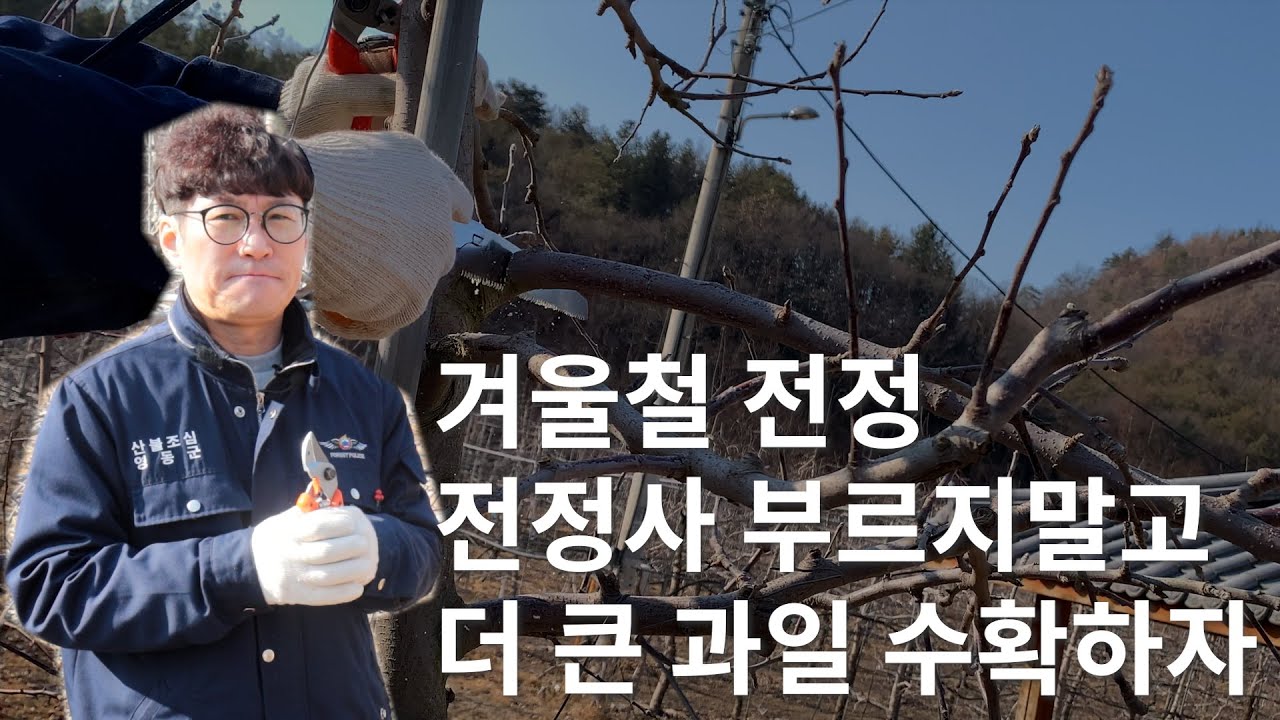 겨울철 전정 과정 2편 실전편