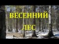 Веды Весны - Обзор леса