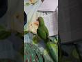 #parrot #Rama Karta hai hamari madad#dailyvlog #birds