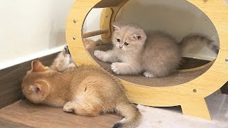 Kitten Lotus who was playing happily with her siblings, and then pounced on Dad Cat's lap is so cute by Lovely Kitten 2,998 views 1 month ago 8 minutes, 53 seconds