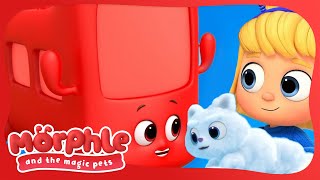 Morphle The Bus 🚌 - Morphle and the Magic Pets | Available on Disney+ and Disney Jr by Magic Cartoon Animals! - Morphle TV 3,360 views 1 month ago 7 minutes, 35 seconds