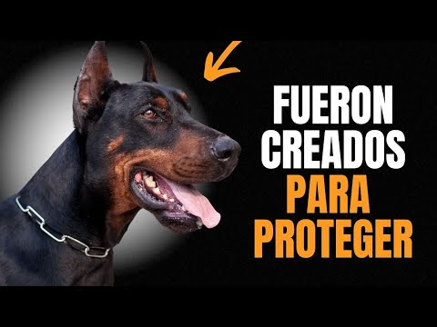 Video: Todo sobre Doberman: 11 cosas que no sabías