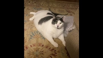 Morning scratch! The ottoman belongs to Patches & Wellesley to shred. No pity for it, please!