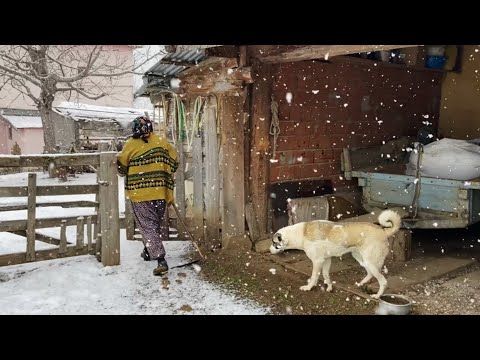 En Soğuk Dağ Köyünde Yaşam. Türkiye'de Kışın Köy Hayatı.