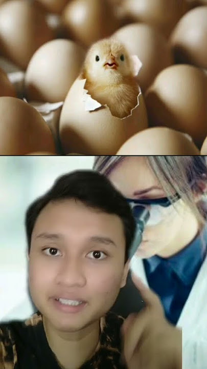 PENDAPAT PENELITI INGGRIS TENTANG DULUAN AYAM ATAU TELUR!