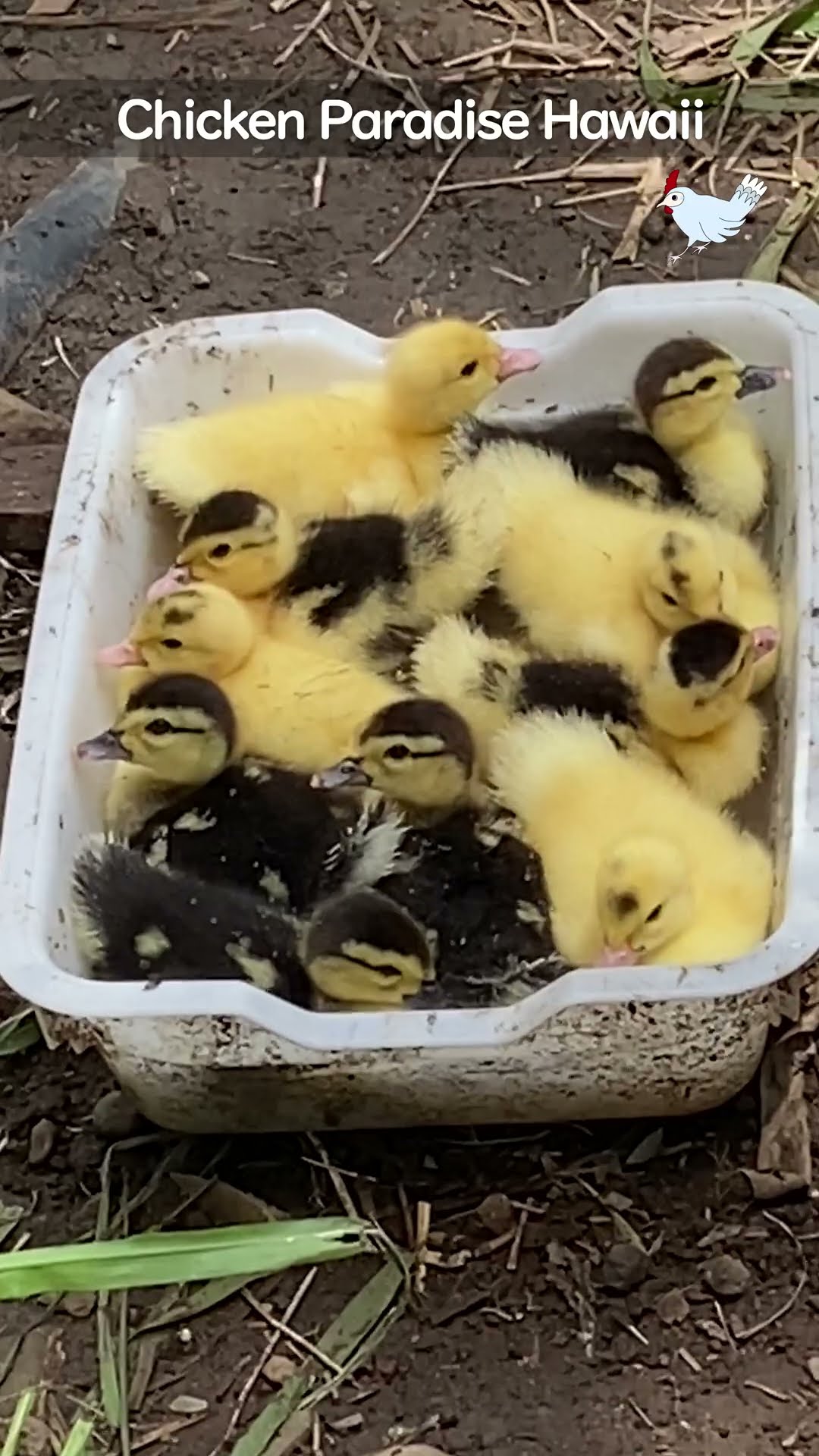Not a box of toys