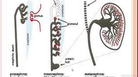 Animal form and function II lec 13