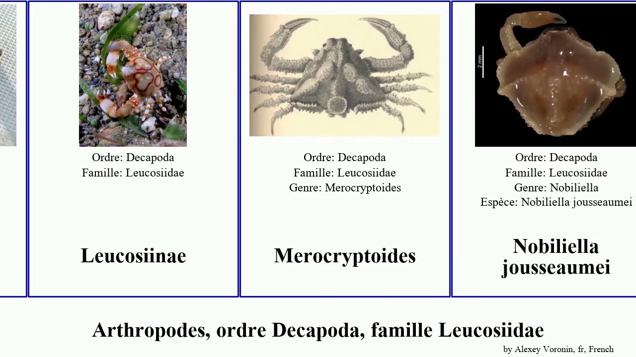 Arthropodes, ordre Decapoda, famille Leucosiidae nucleus arthropoda villosus Nobiliella Leucosia