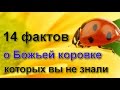 14 фактов о божьей коровке, которых вы не знали раньше