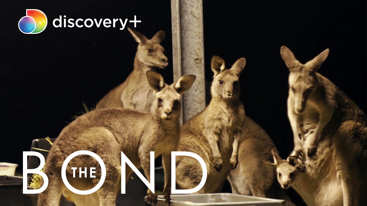 Australian Bushfires Devastate the Kangaroo Sanctuary | The Bond | discovery+