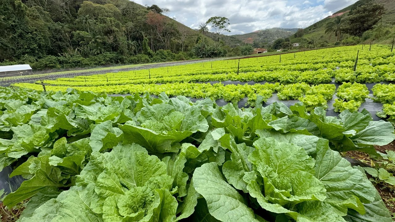 LIDA NA ROÇA COM AS HORTALIÇAS 