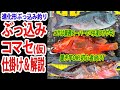 ”ぶっこみコマセ(仮)”仕掛け＆解説　カサゴ・ハタ系など、根魚をお手軽にゲット！進化形ぶっ込み釣り